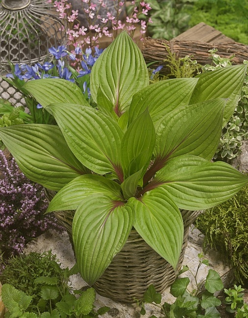 Хоста Ферст Блаш